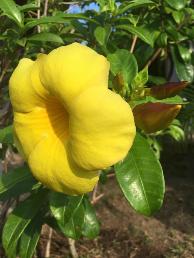 Samui Garden Resort 방 락 외부 사진